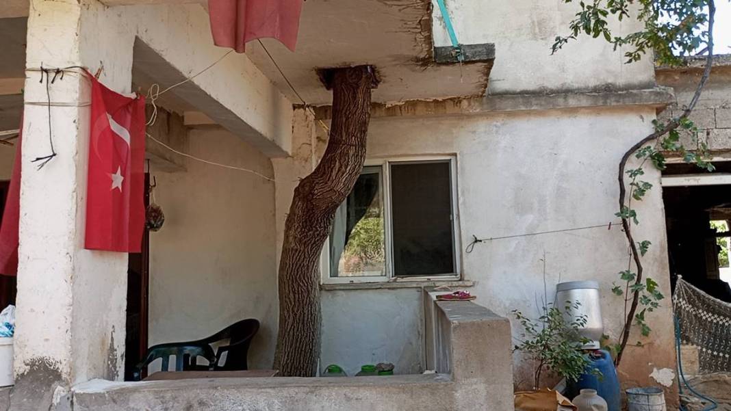 Ev inşaatında 45 yıllık dut ağacını kesmemek için bu yöntemi buldu! Aile yadigarını böyle korudu 8